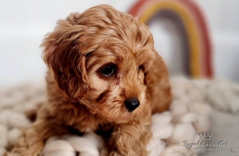 Baby cavoodle hot sale puppies